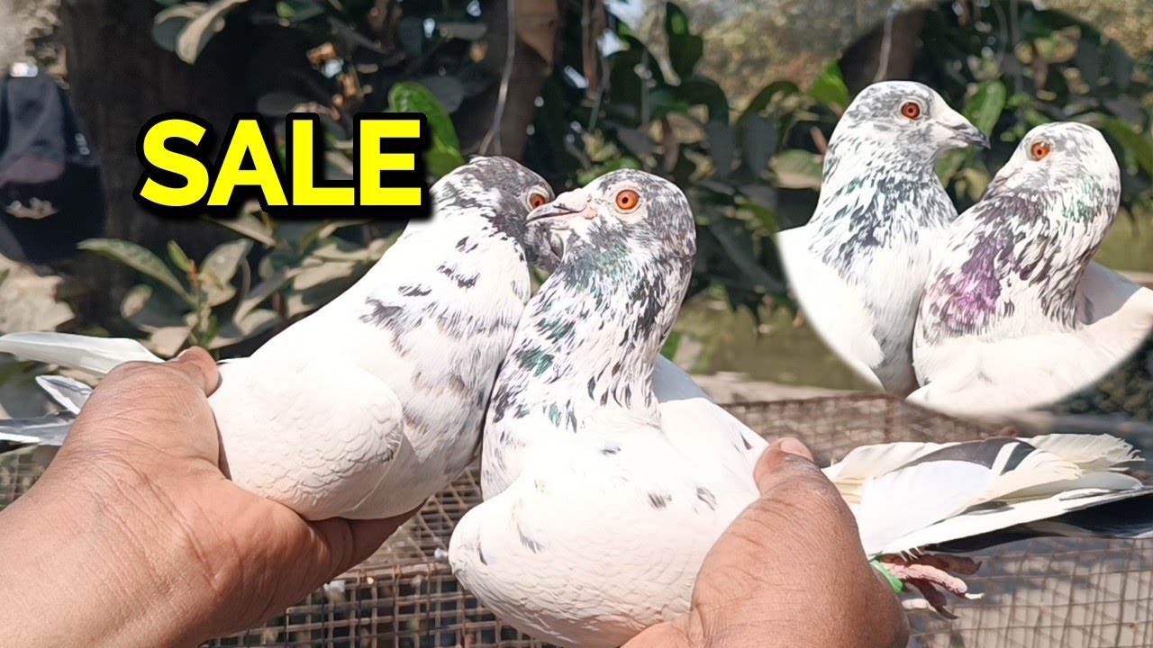 ANDHRA PIGEON FOR SALE VIDEO TODAY 