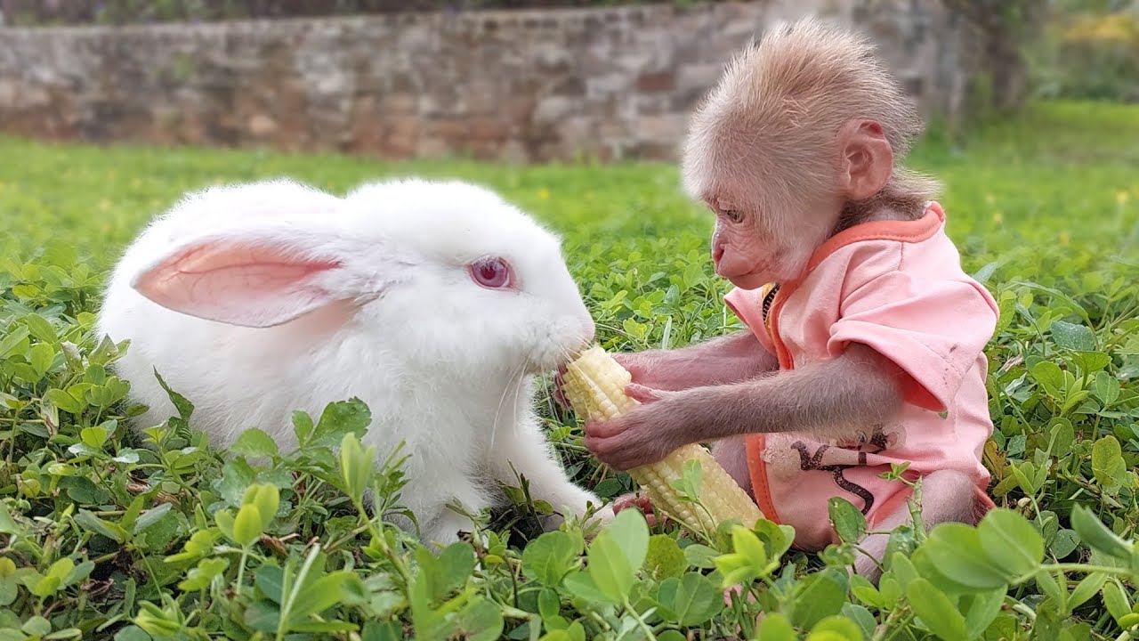 Dad surprised to see monkey Bon attentive care of rabbit friend