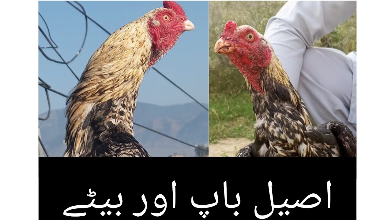 #crowingrooster #aseel #mianwali #mianwali #first #Aseel Father & Son....