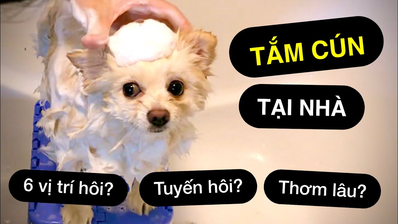 6 vị trí quan trọng khi tắm chó tại nhà để thơm lâu hơn | Huấn luyện cơ bản Bossdog