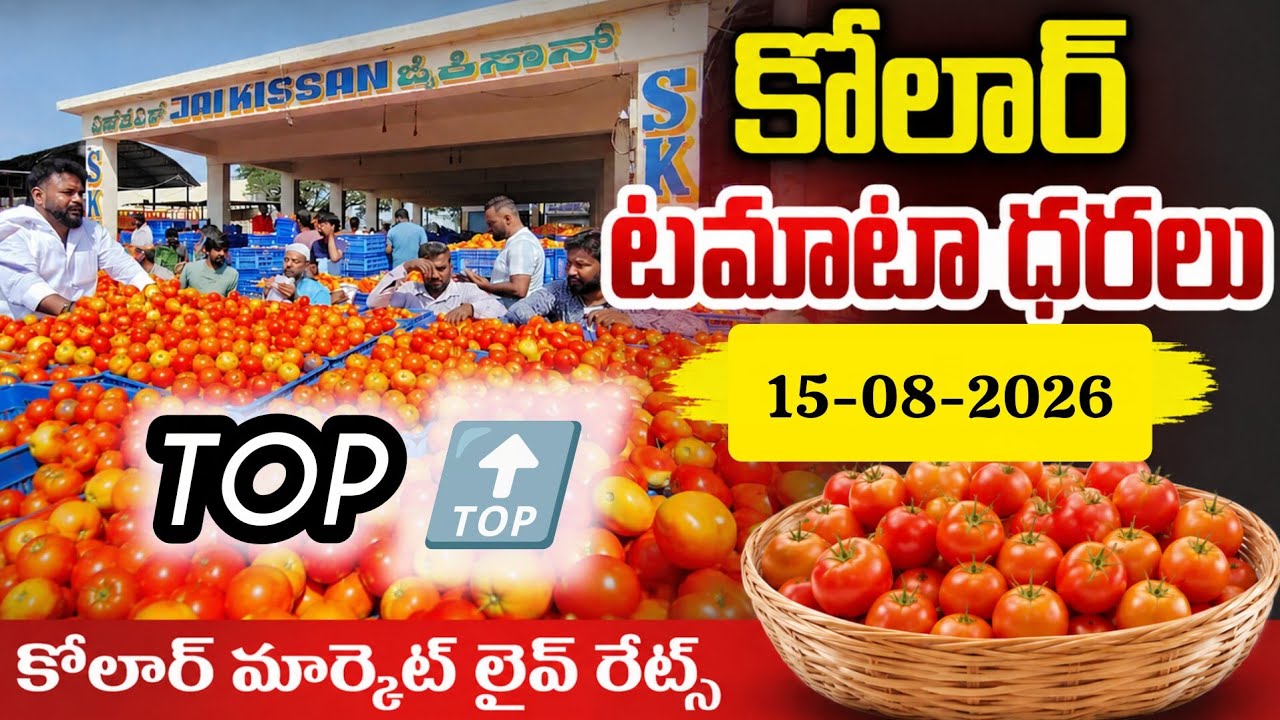 15-08-2026 today kolar Tomato market /#kolartomatomarketratetoday #tomatopricetoday #Today🍅 price