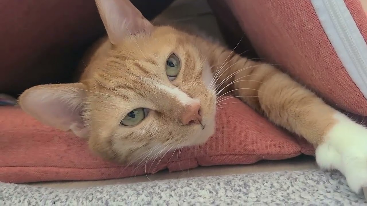 귀여운 고양이 큰동이🐈