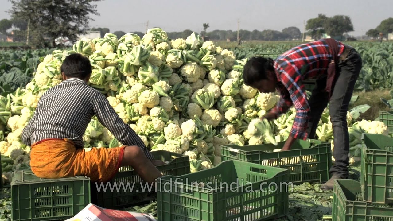 Feeding India: Cauliflower being sorted and packed