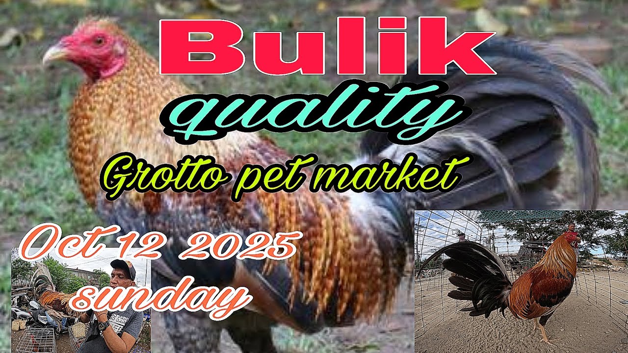 Bulik quality , Grotto pet market Oct 12 2025 sunday .
