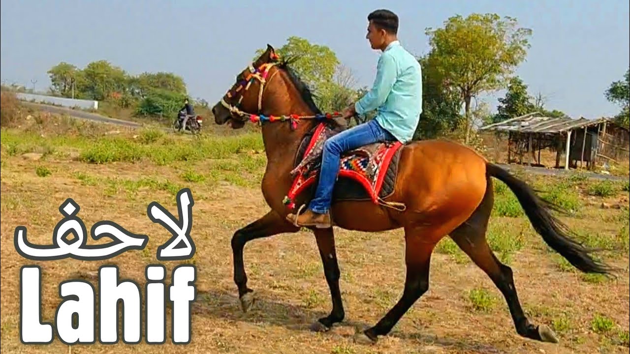Sindhi Horse Lahif Rawal Chaal at Towerwala Stud Farm Naswadi