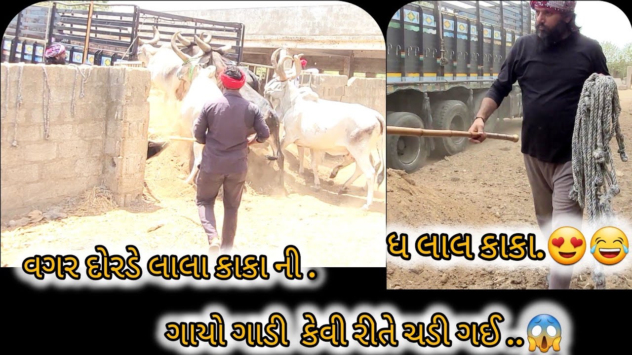 લાલા કાકા કઠવાડા ..😍ની ગાયો વગર દોરડે ગાડી મા કેવી રીતે ચડી ગઈ 👍👍