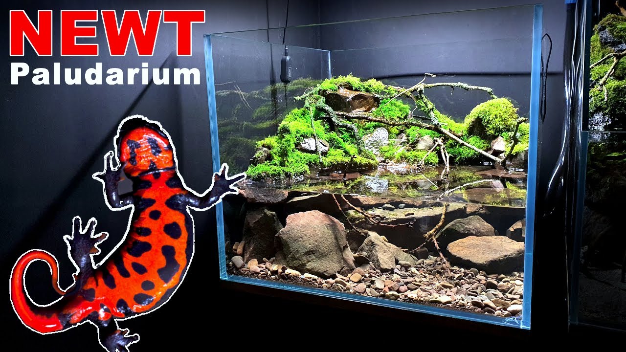 NEWT PALUDARIUM WATERFALL SETUP: MOSS & DETAILS || MD FISH TANKS