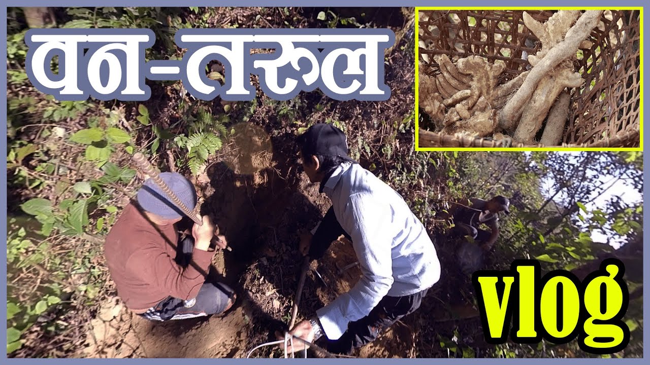 Digging Out वन तरुल (Wild Yam) at Jungle