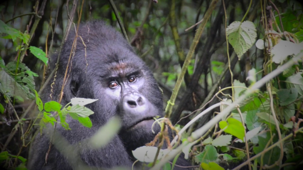 Travel to Virunga National Park