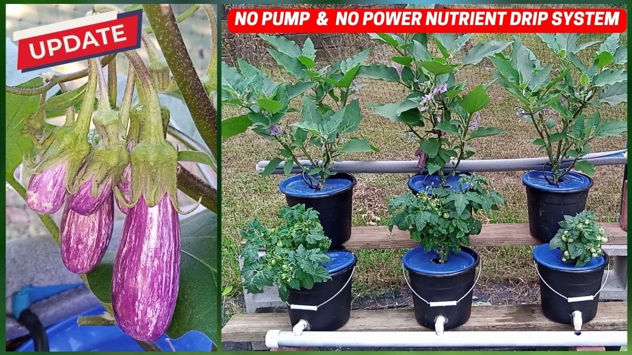 Dutch Bucket Nutrient Drip System No Pump & No Power | Bato Bucket | DIY Hydroponics | Part 2 Update