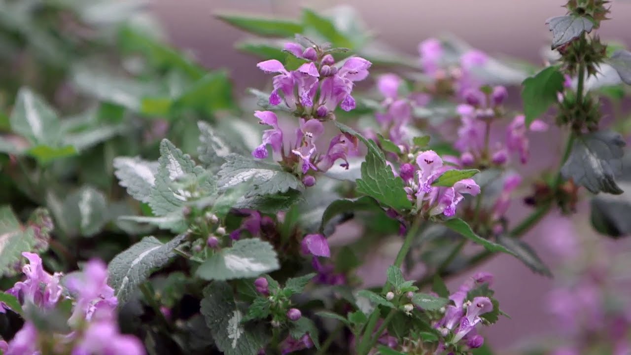 El lamium maculatum y la glechoma, plantas para cubrir zonas de sotobosque