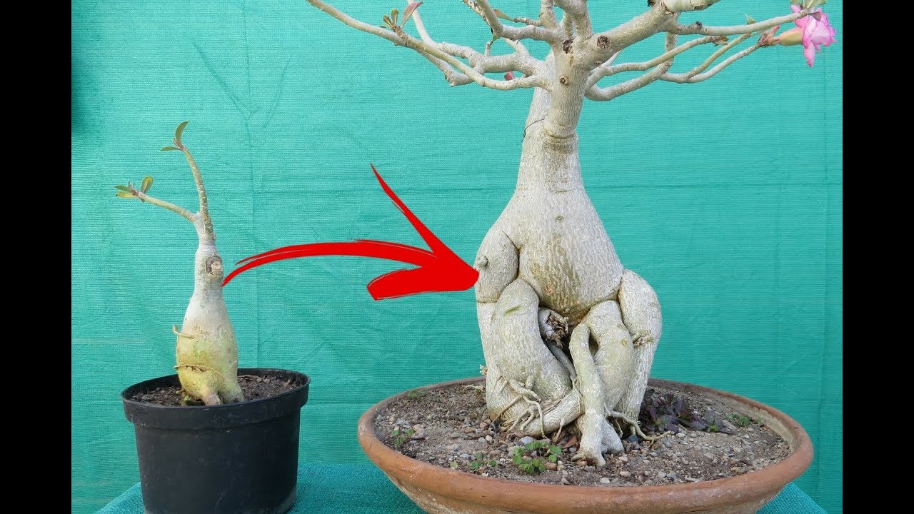 Adeniums Big Caudex in One Month / With Guarantee/ without fertilizers
