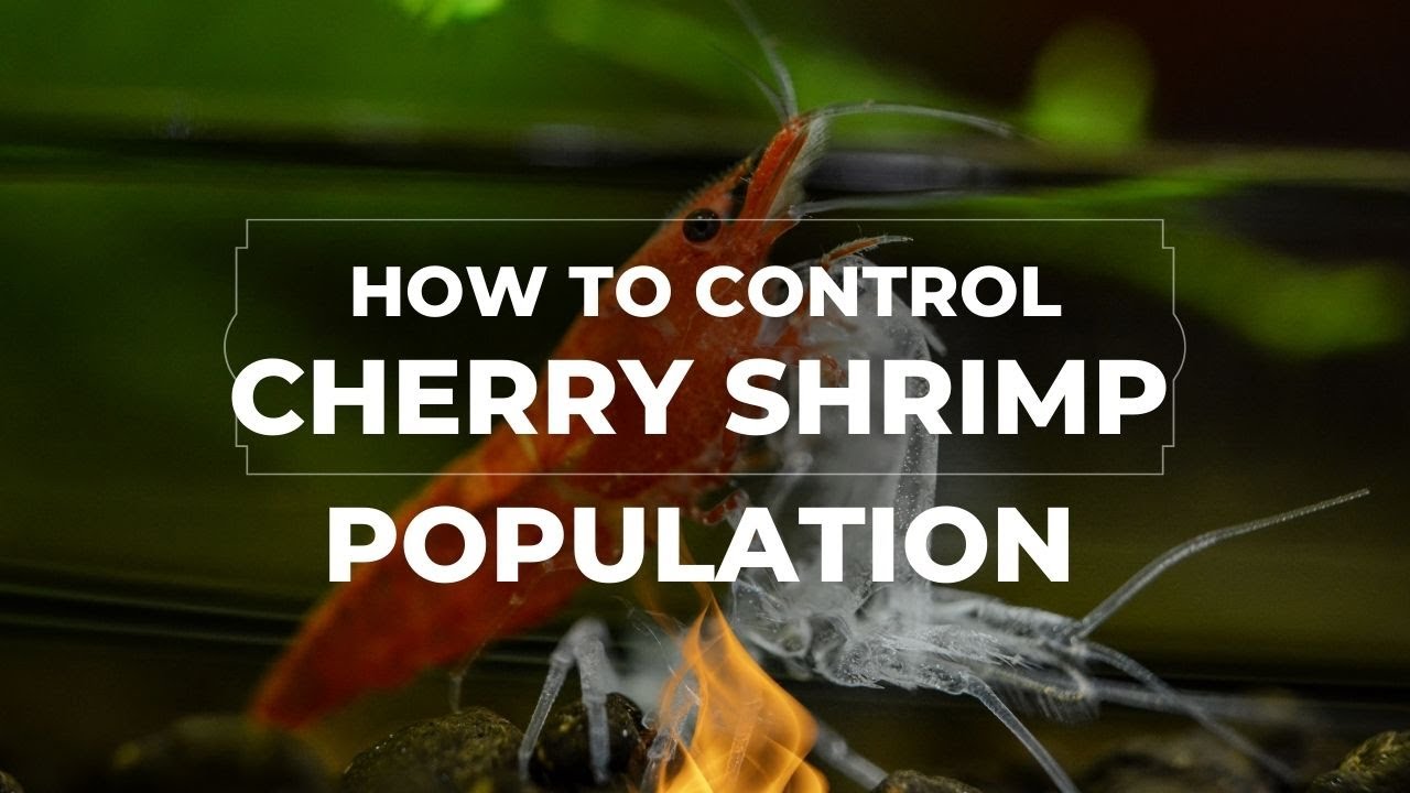 How To Control Cherry Shrimp Population?