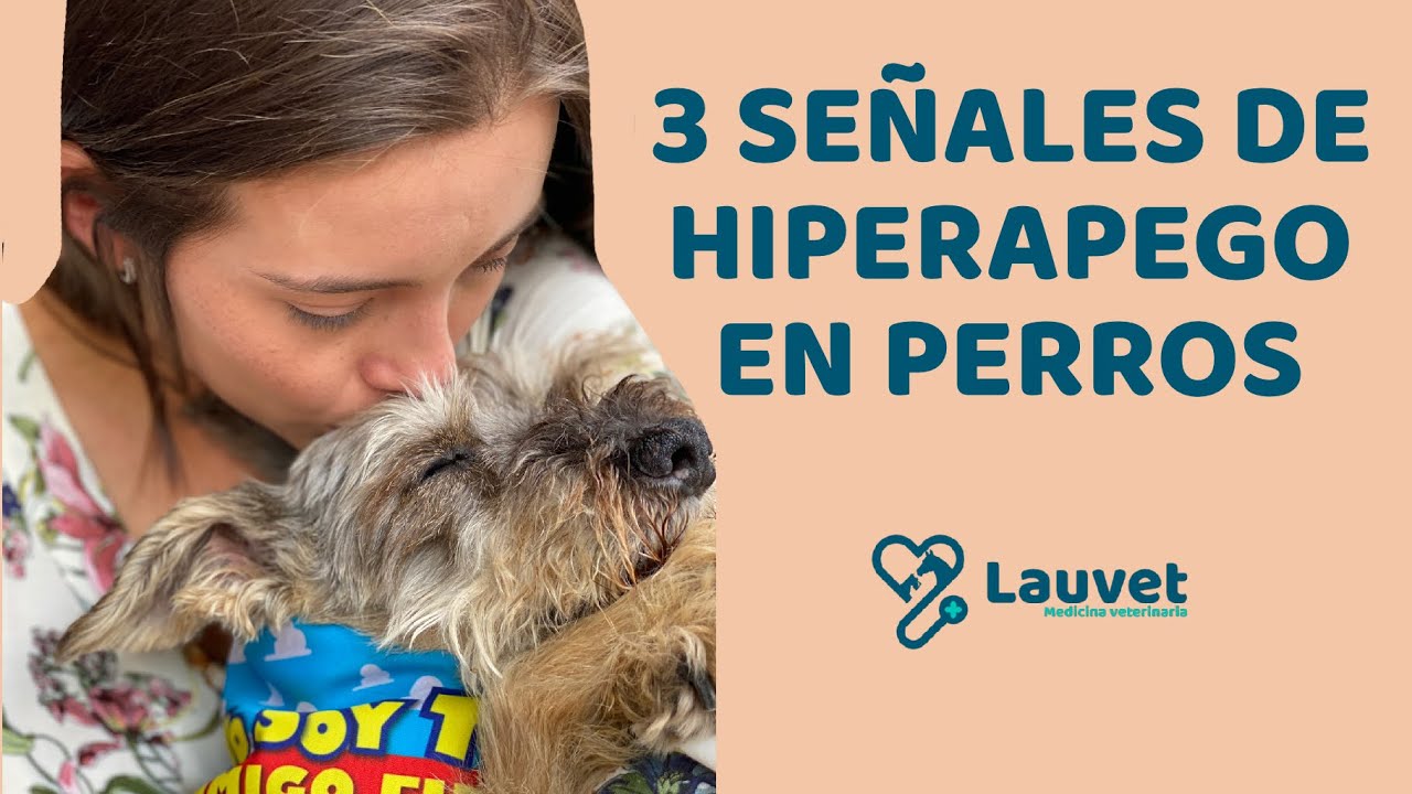 3 SE&Ntilde;ALES DE HIPERAPEGO EN TU PERRO - Lauvet