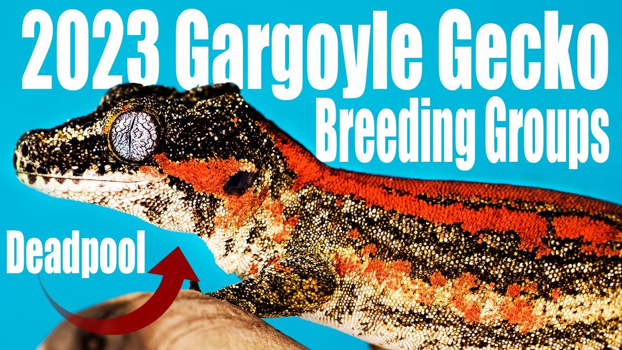 My Most Exciting Gargoyle Gecko Breeder Groups (2023)