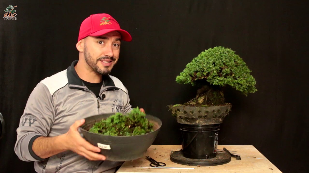 COMO FAZER BONSAI SOBRE ROCHA - PARTE 3