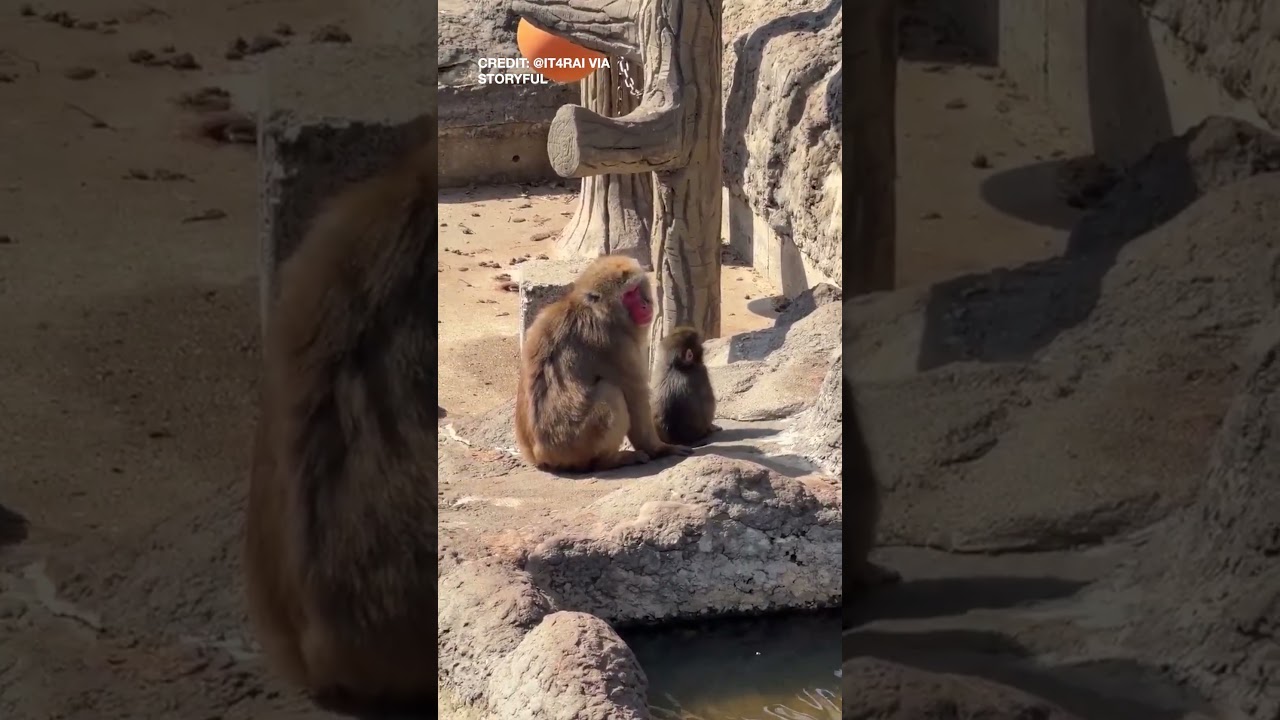 Punch, Abandoned Baby Monkey, Makes New Friends
