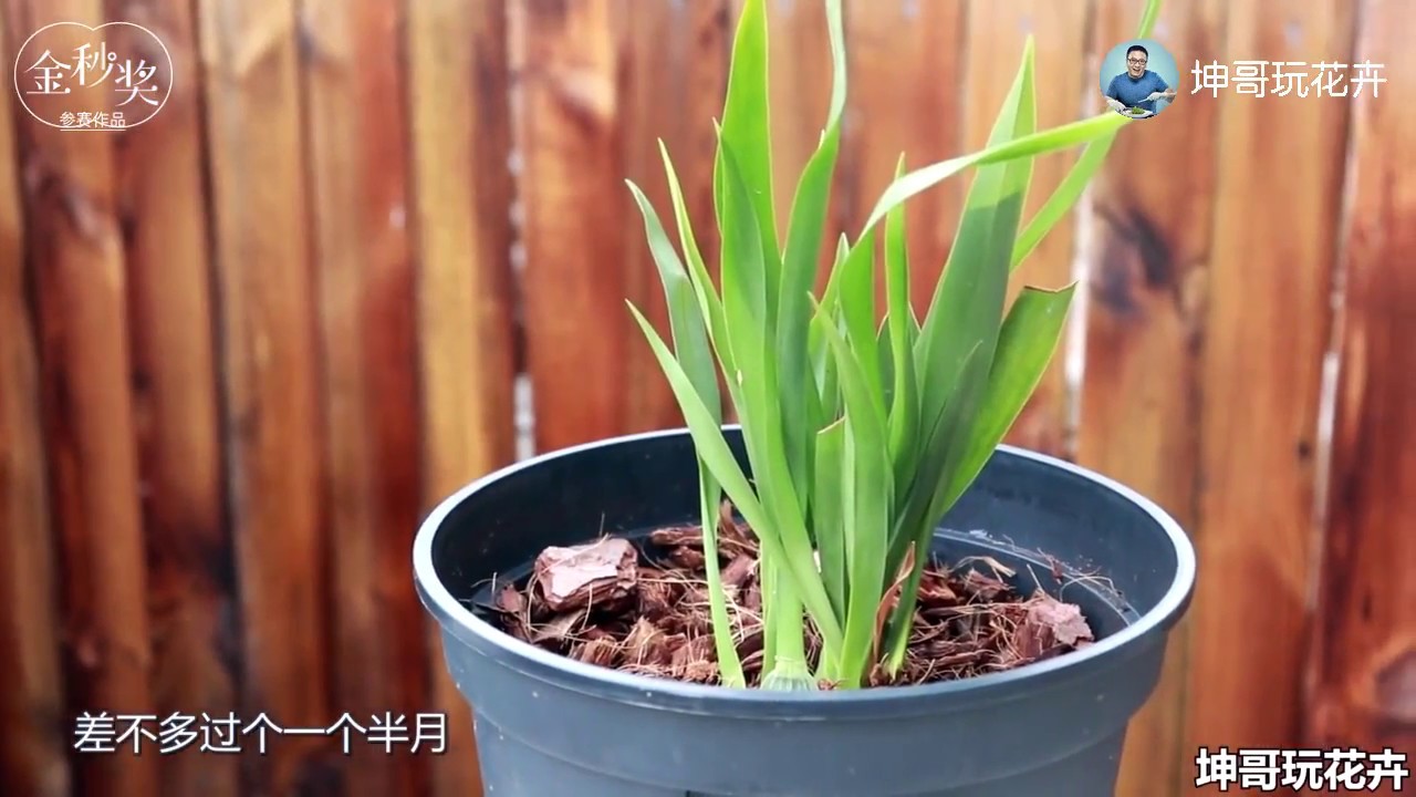 去年買的文心蘭，開完花後就沒長，原因在哪兒 【坤哥玩花卉】