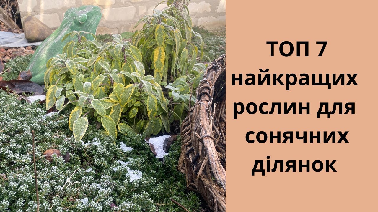 ТОП 7 посухостійких рослин для сонячних місць. Рослини для піщаних ґрунтів. Без поливу.