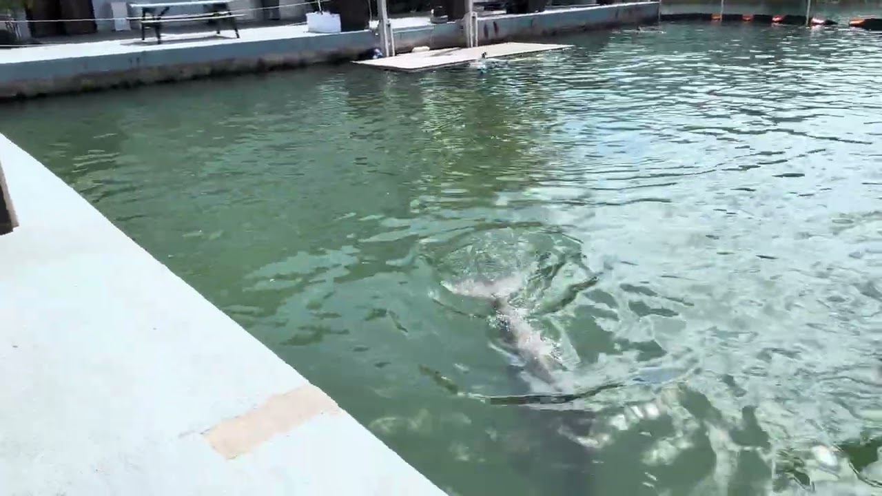 Dolphin Sunday