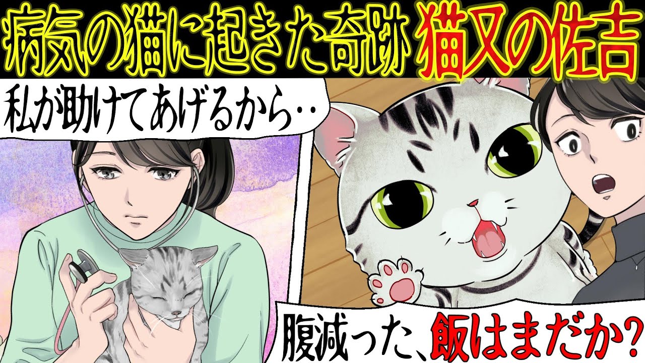 【しゃべる猫との不思議な話】動物病院に勤務してた私が19歳になる『猫又の佐吉』に出会った話【漫画動画】