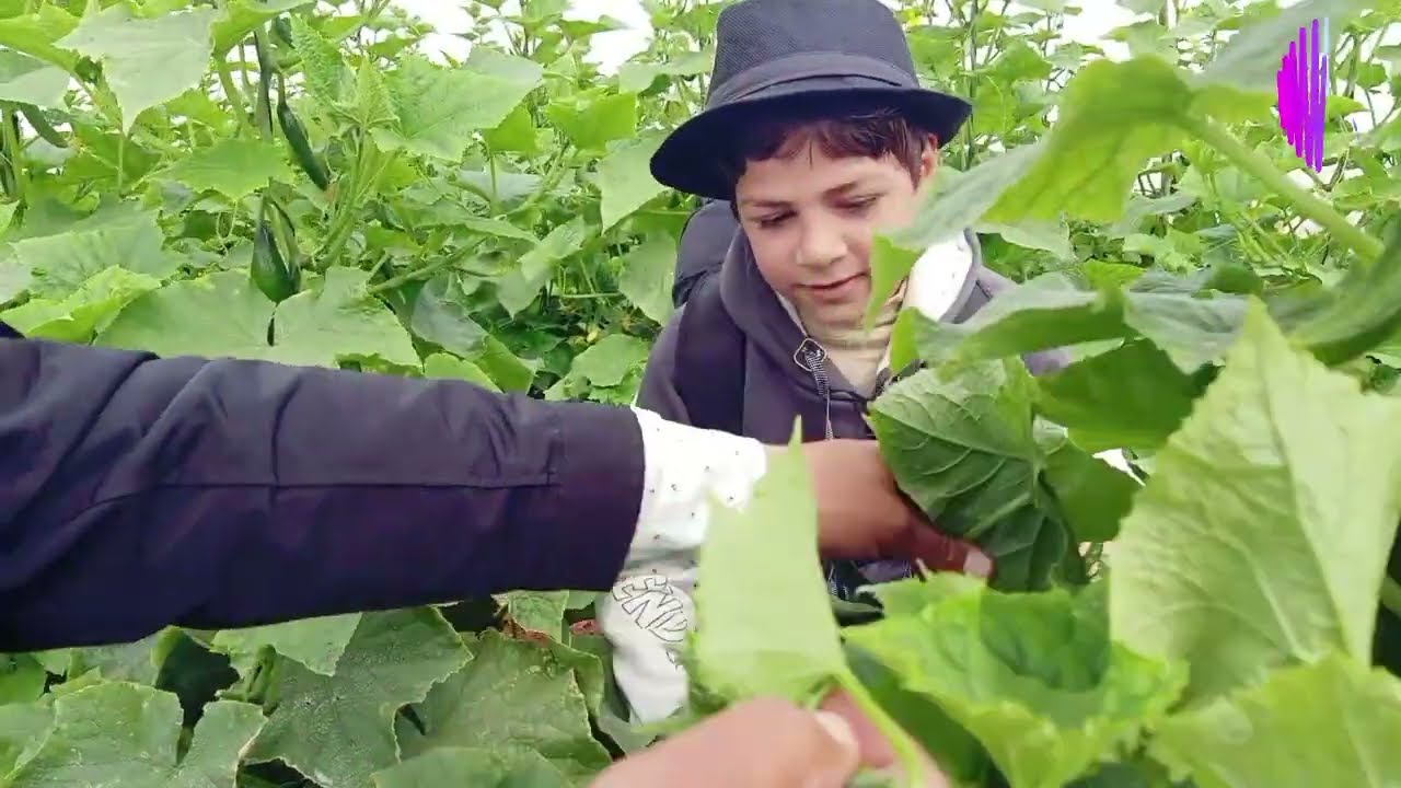 خيار 8047شركة فأين سيدز