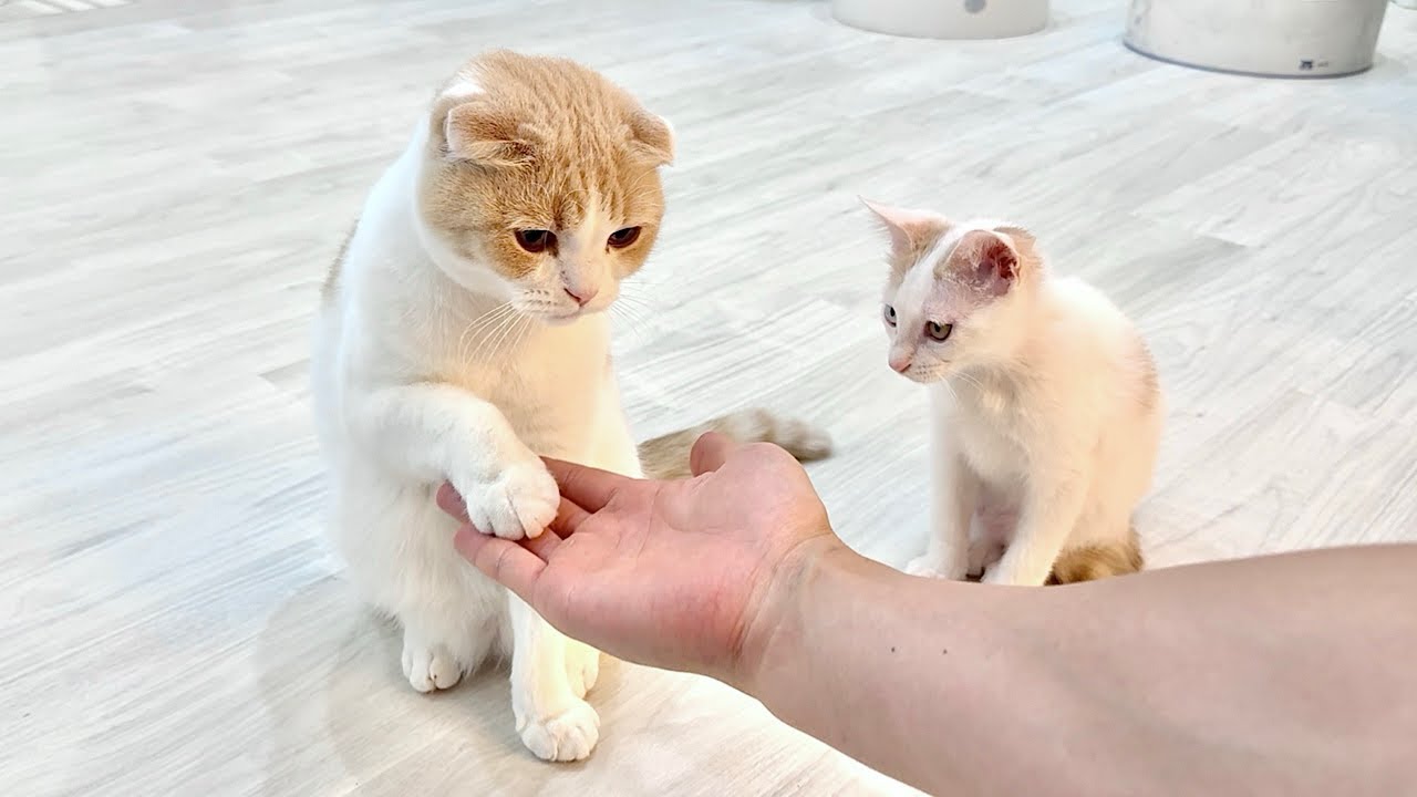 先輩から初めて「お手」を教わった新入り子猫が賢すぎてまさかのこうなりました…