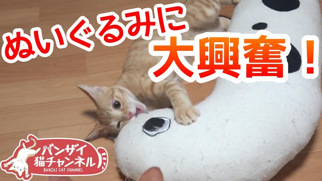 ぬいぐるみに大興奮な子猫がかわいい