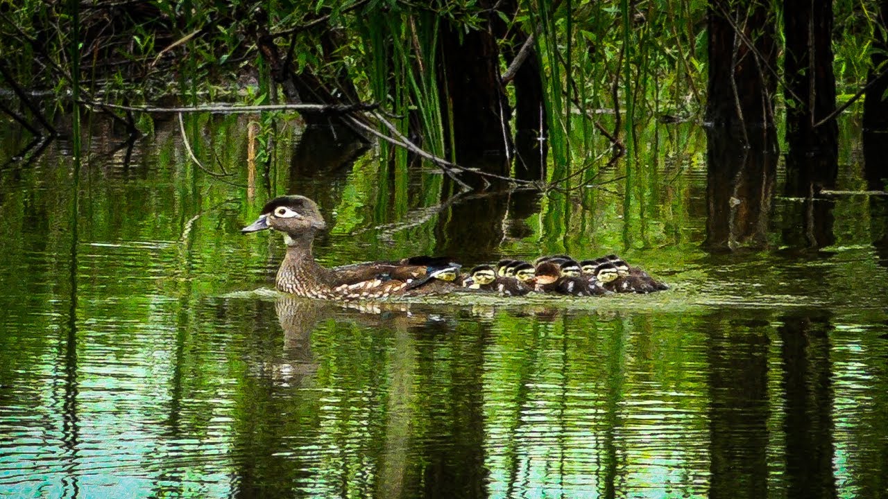 Wood Ducks with ducklings and one imposter, a Merganser duckling among the Wood Ducks.