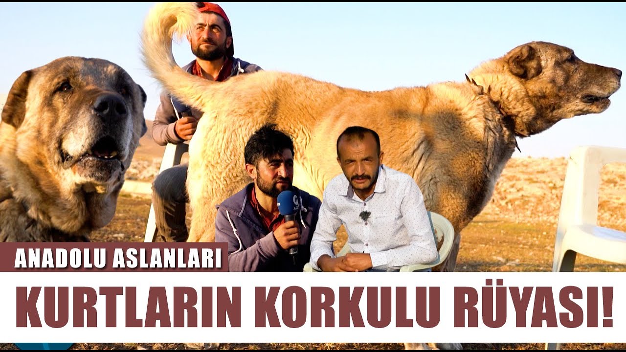 1000 KOYUNA 3 KANGAL l Aslan Gibi Kurtçul Kangal Çoban Köpekleri! l Anadolu Aslanları Barış Çiçek