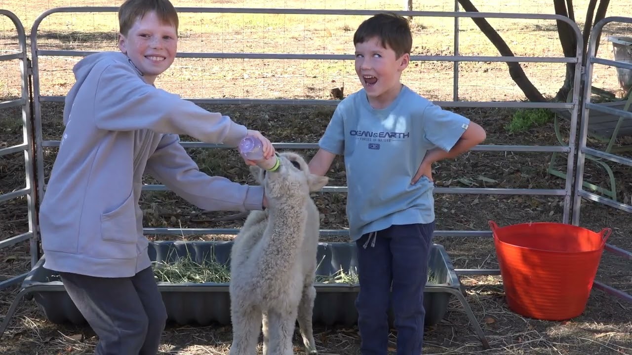 Storybook Alpacas 7 Mins