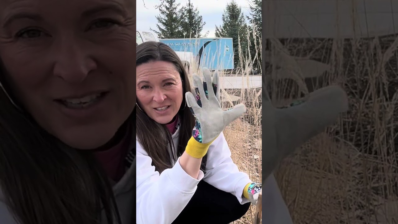 How to cut back Karl Foerster grasses