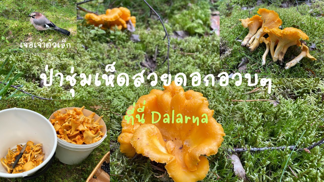 เก็บเห็ดกับมัทและลุงเต๋อ เมืองนี้ป่าชุ่มดอกเห็ดเกือบเท่าฝ่ามือ พี่ขุนมือตัดขาเห็ดจ้า 👍