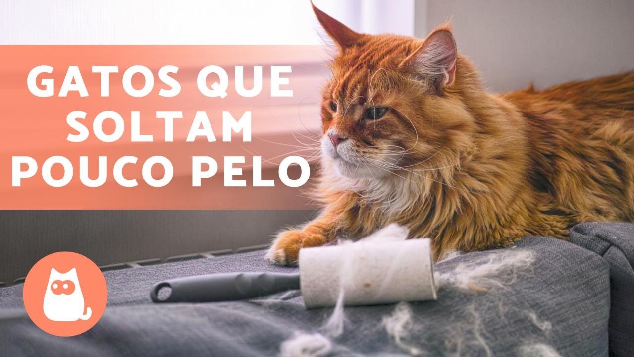 8 RAÇAS DE GATOS que soltam POUCO PELO 🐱