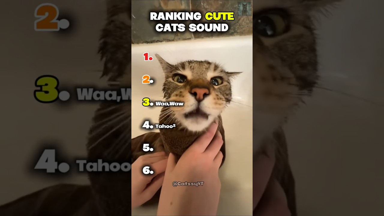 Ranking Cute Cats sound