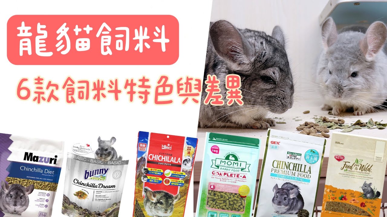 龍貓特輯- 飼料介紹&試吃評比！究竟哪一款才是龍貓最愛的食物呢!?