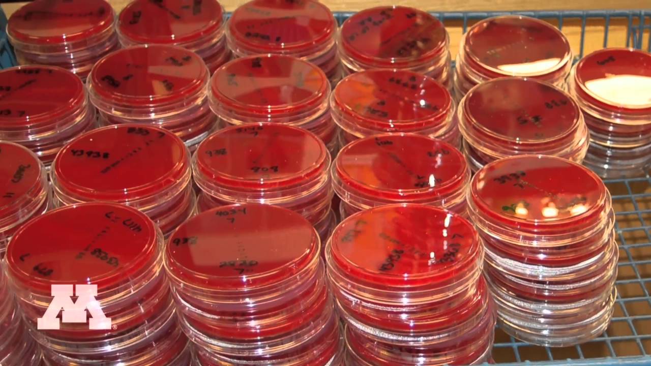 Veterinary Diagnostic Laboratory