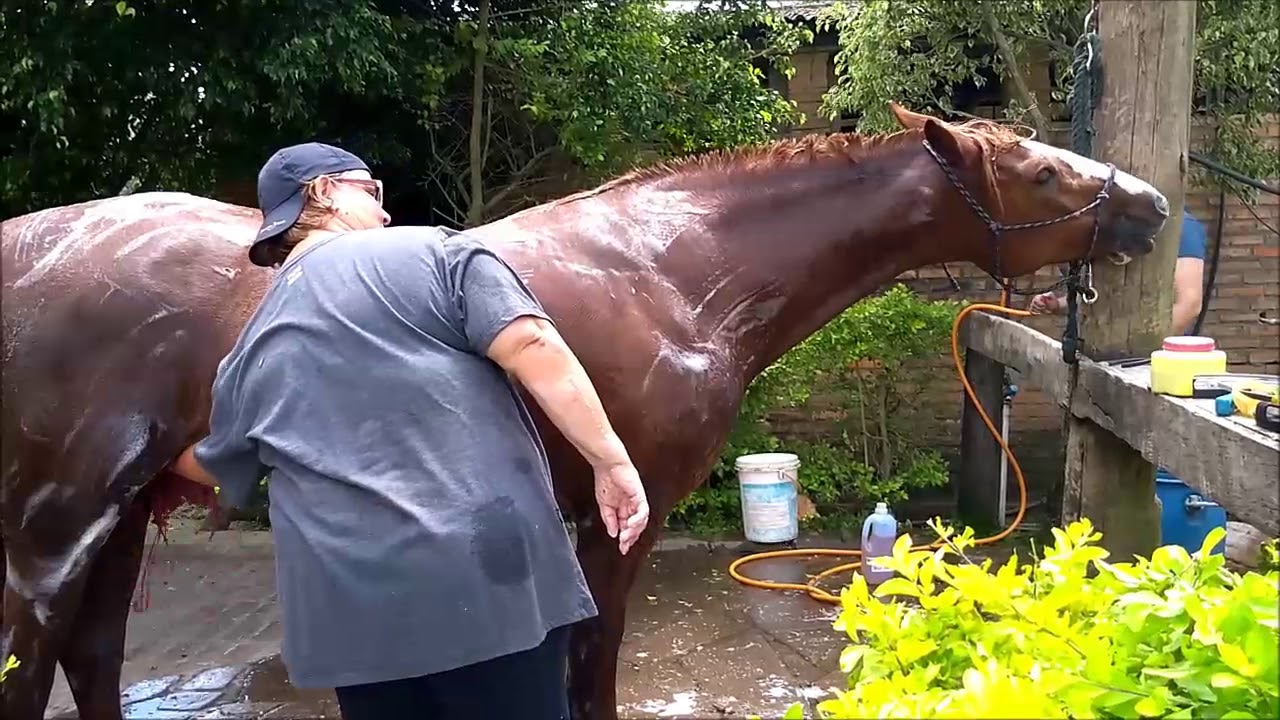 COMO DAR BANHO NO CAVALO, FICADICADABICCA