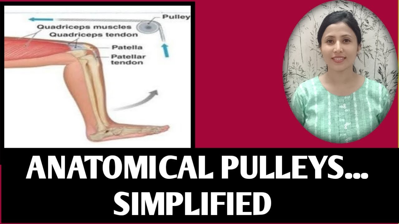 Anatomical pulleys simplified| Hindi| Basic biomechanics| Kinesiology| #physiotherapy, #hindi, #urdu
