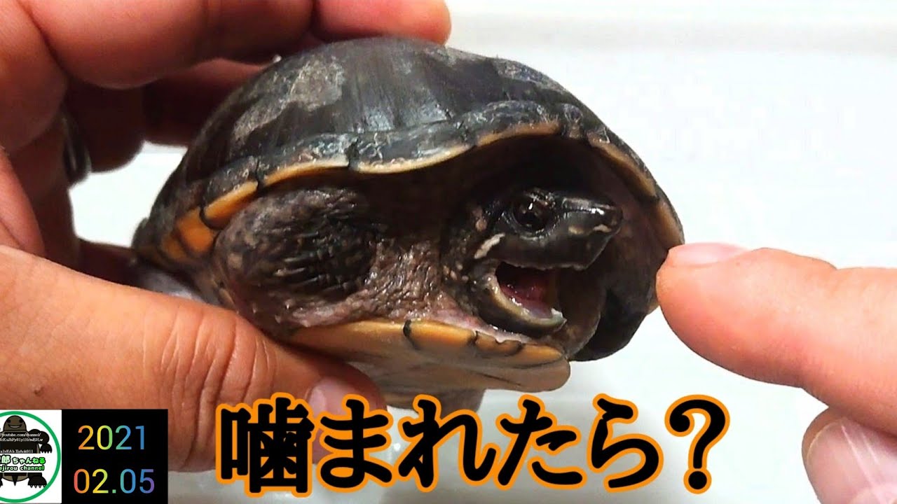 【ミシシッピニオイガメ】噛まれたらどうなる？