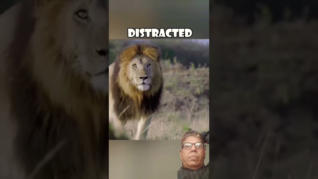 Dramatic Survival cheetah Lead Lion. #animals #wildlifestories #lion #cheetah #wildlife