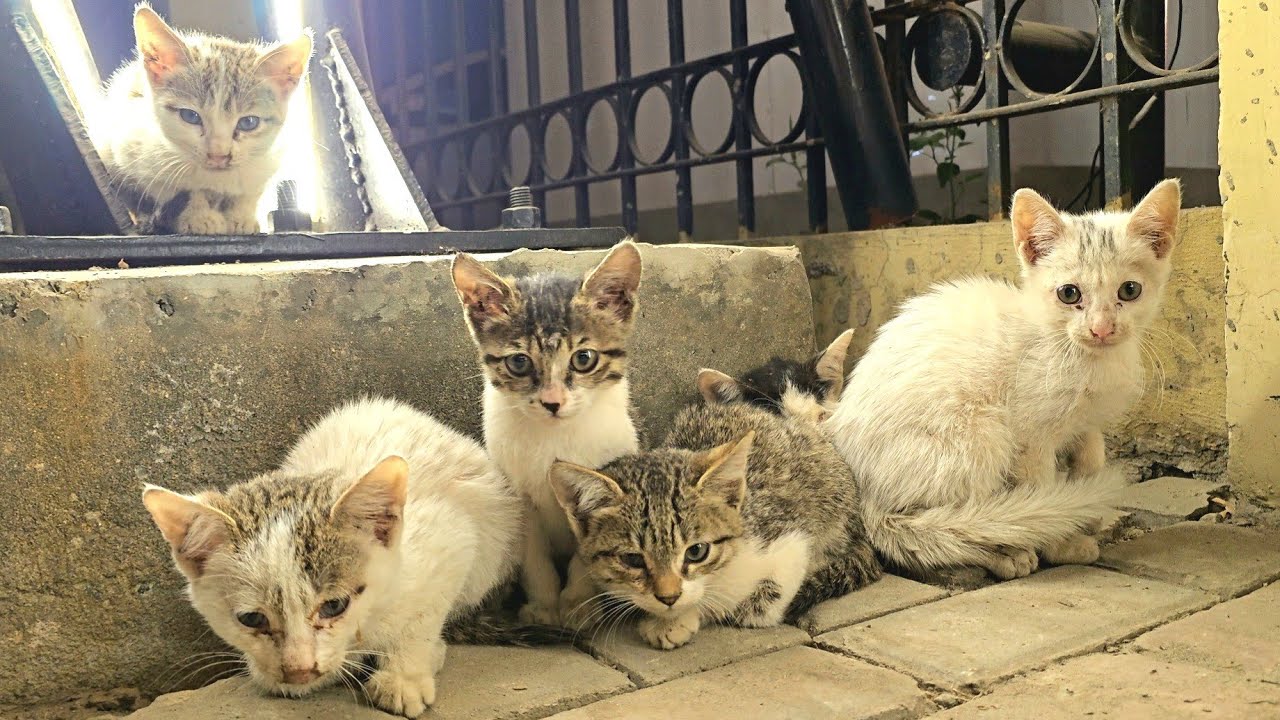 Next to the road, hungry kittens waiting for their mom to return in danger