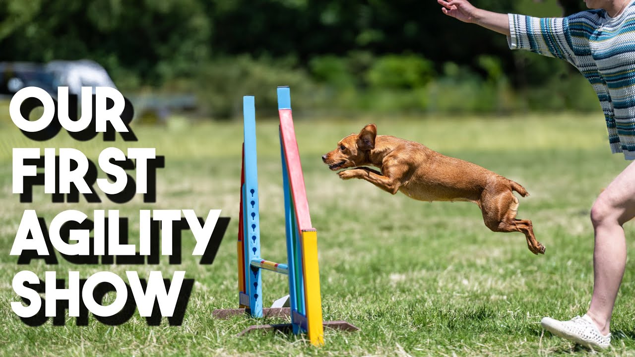 My Cockerdor's First Dog Agility Show: A4A Jurassic Coast Beginners Steeplechase Competitions