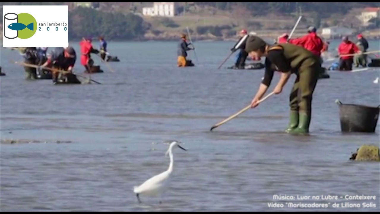 Berberechos ÑAI de la Ría de Noia (Documental)