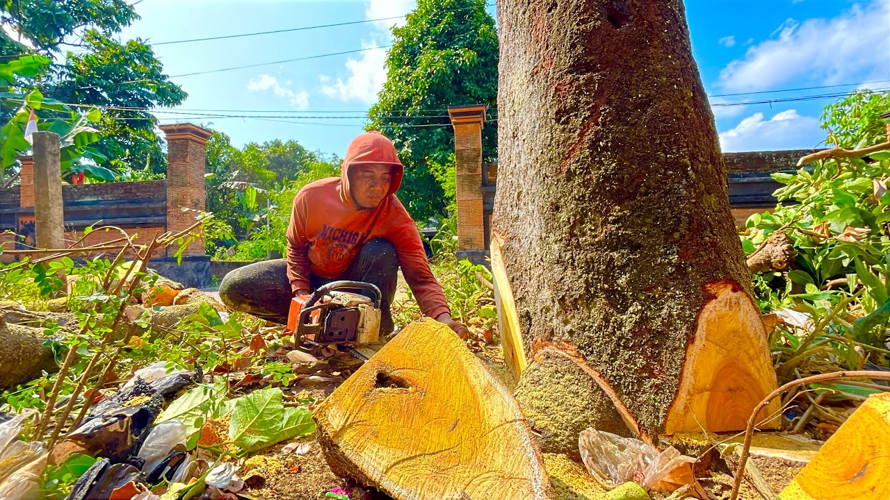 IT TAKES GUTS! Cutting Down a Jackfruit Tree in a Residential Area.