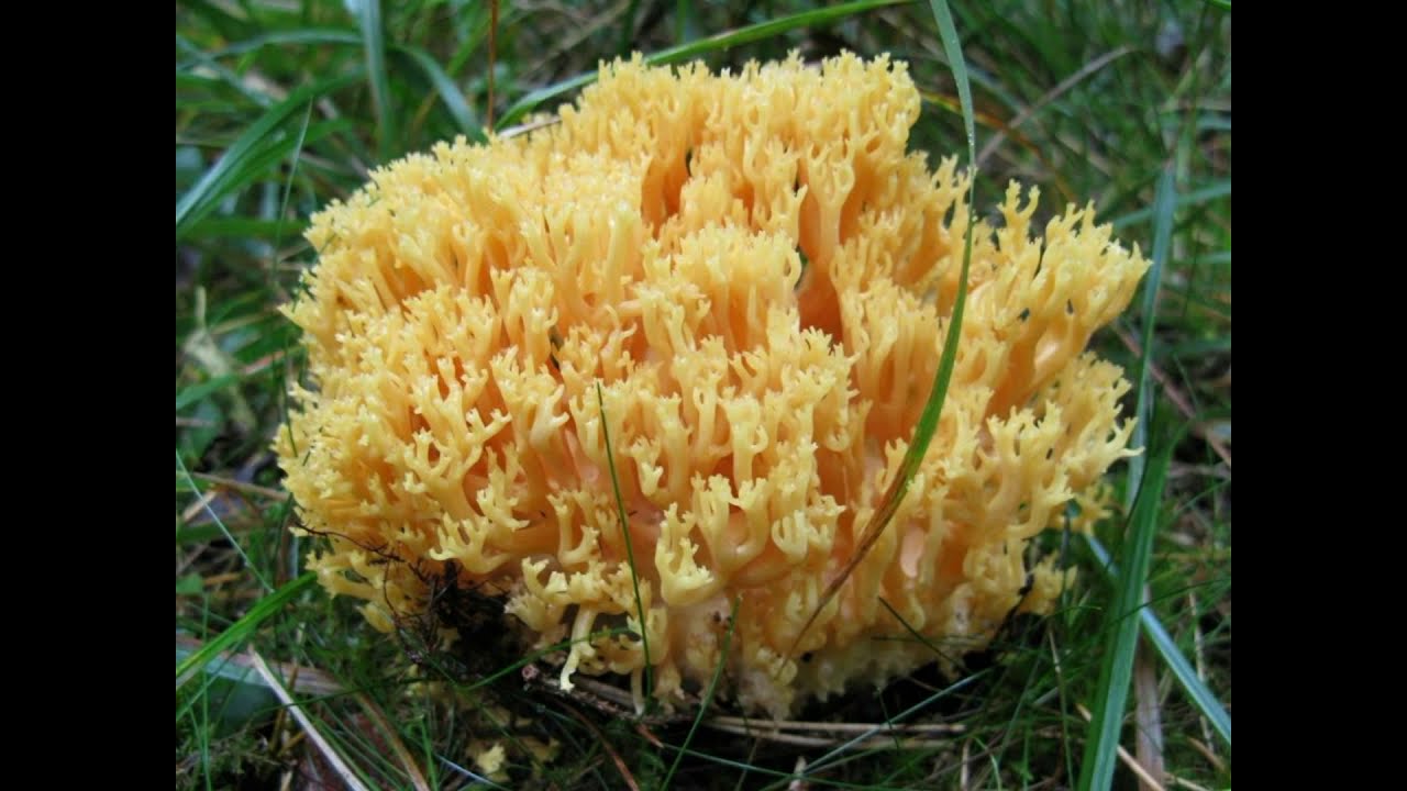 Ramaria flavescens