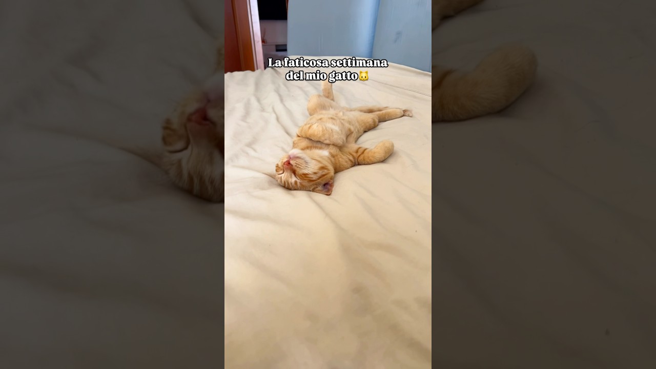 Chi vuole rinascere gatto di casa? 🤣😻 #cat #pets #humor #gatto #micio