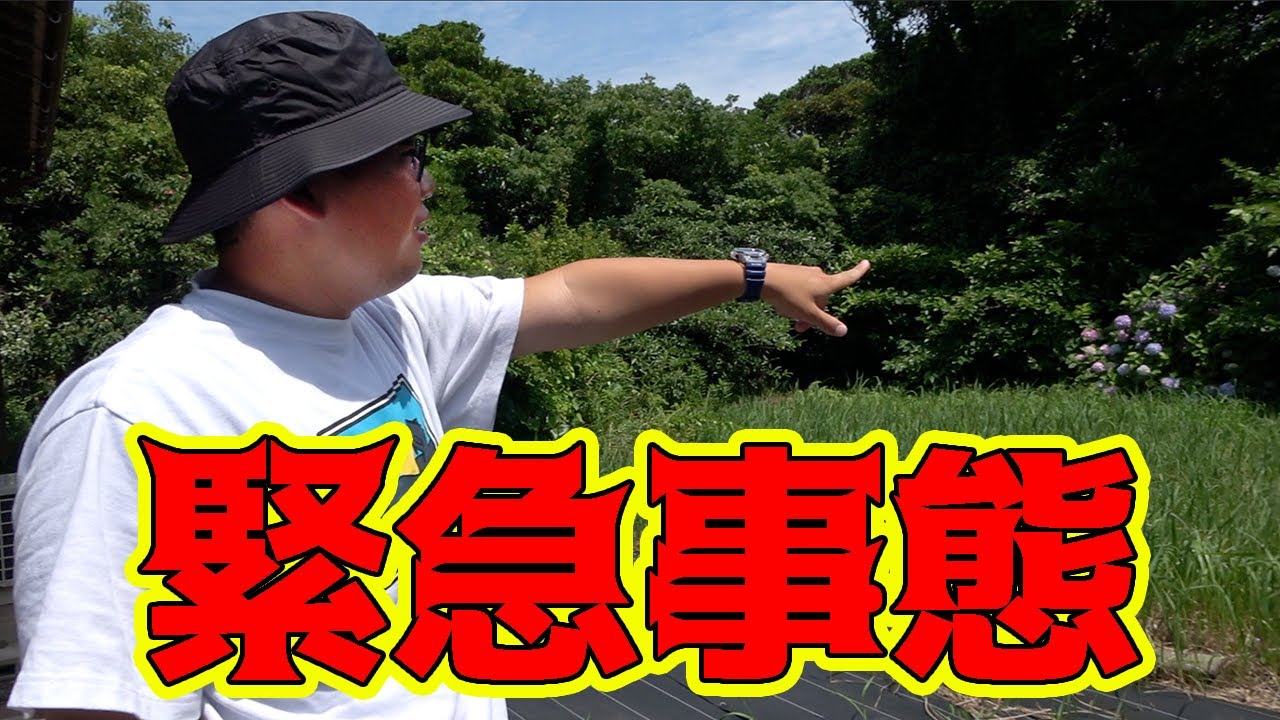 島からの依頼！早急にお願いしたい事があります！！