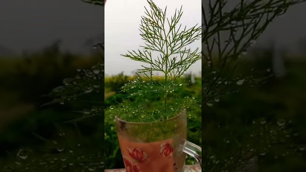 4k nature video | HDR video