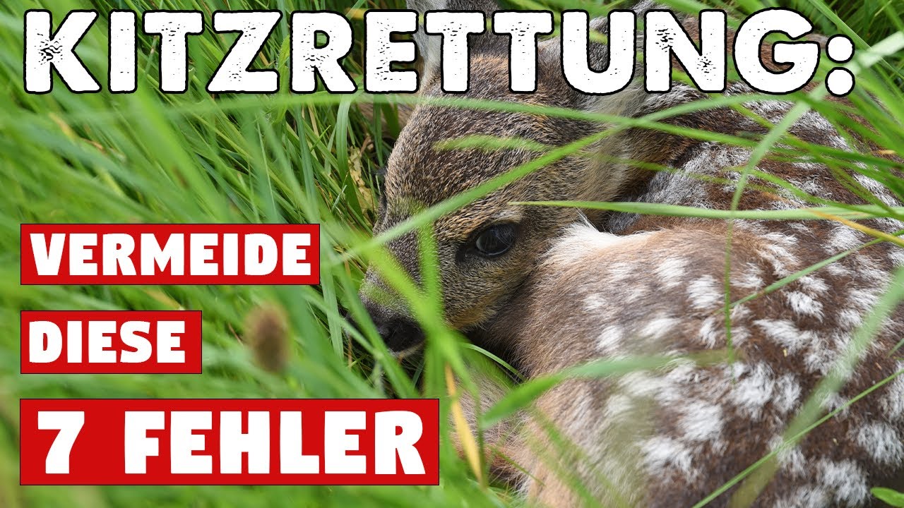 Rehkitzrettung mit der Wärmebilddrohne: Vermeide diese 7 Fehler für eine erfolgreiche #Kitzrettung